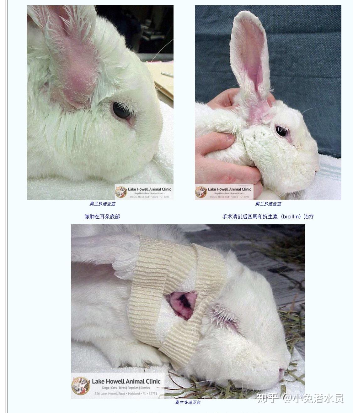 一只兔爪上的斑点性皮炎是一种疾病性皮炎，是一种发炎的脓肿，带有脓肿的伤口. 疾病 库存图片 - 图片 包括有 检查, 诊断: 218627285