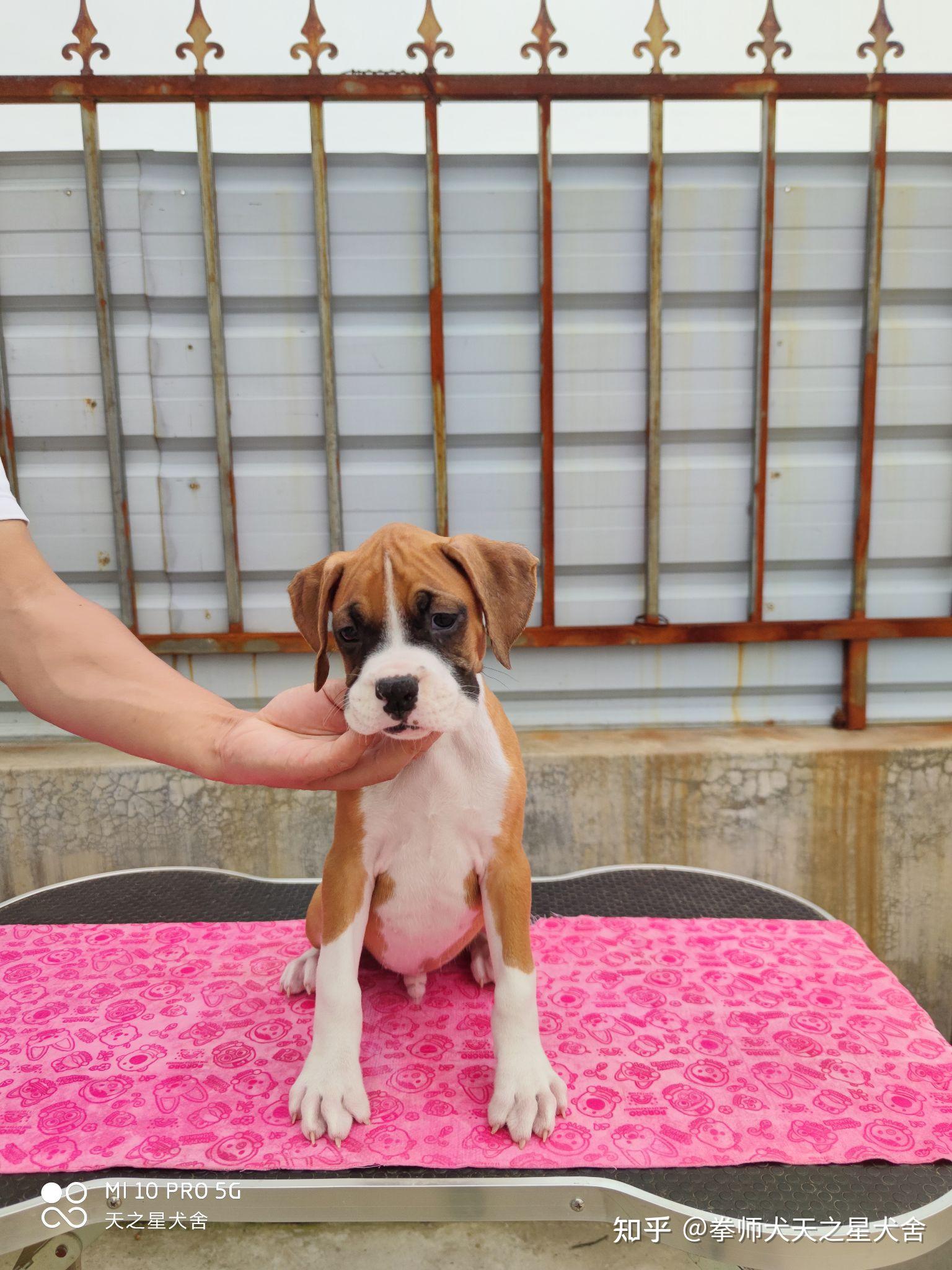 拳师犬小公找新家