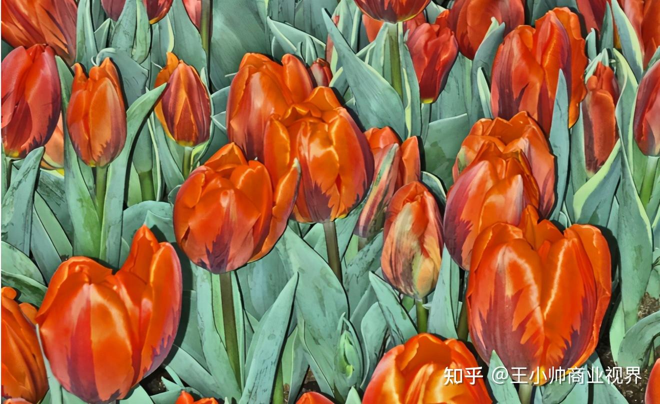 美国的金融泡沫破裂之后会发生什么？荷兰郁金香引发的金融风暴摧毁了一个全球帝国- 知乎