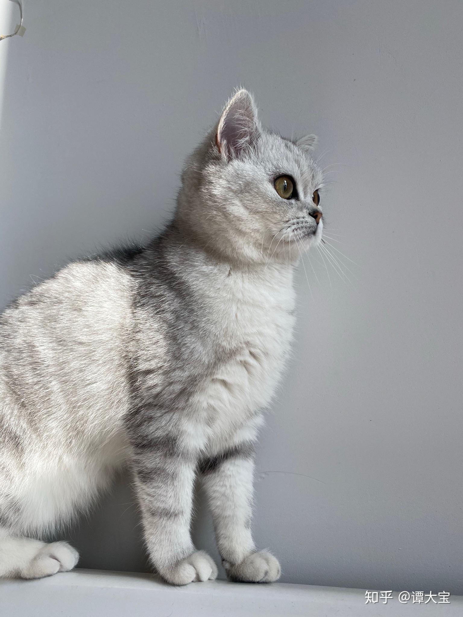 金渐层和银渐层哪个好? - 知乎