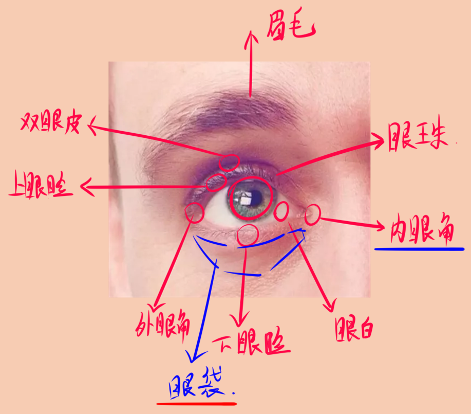 眼睛外部形状结构图片