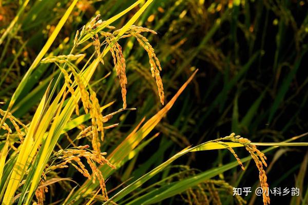 没有数据我会死的干货分享——五谷之“黍”篇 - 知乎