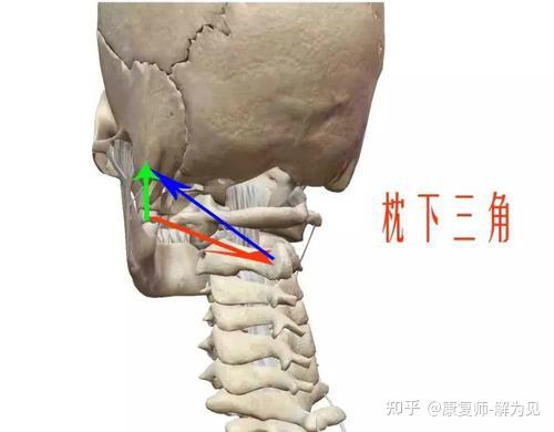 枕三角内的结构图片