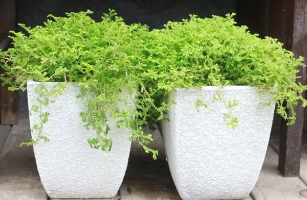 主茎伏地蔓生,长约1m,分枝疏生,极细软,分枝处常生不定根,多分枝.