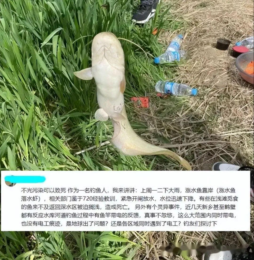 怎么回事郑州贾鲁河惊现大量死鱼钓友抛竿时有触电感
