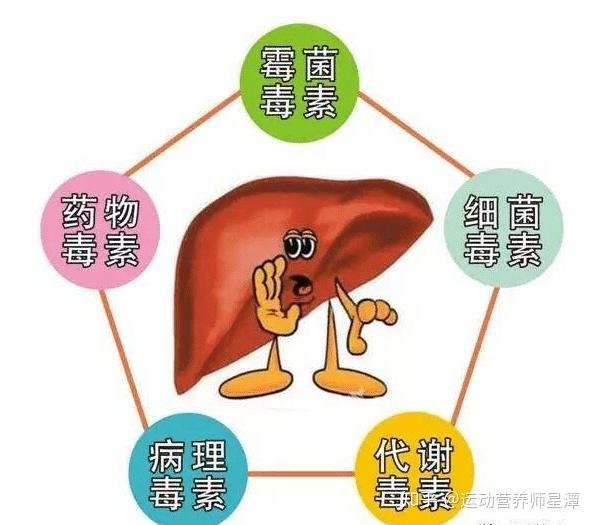 三,对肝脏功能的危害便便引发的各种毒素滞留体内,通过血液循环到达