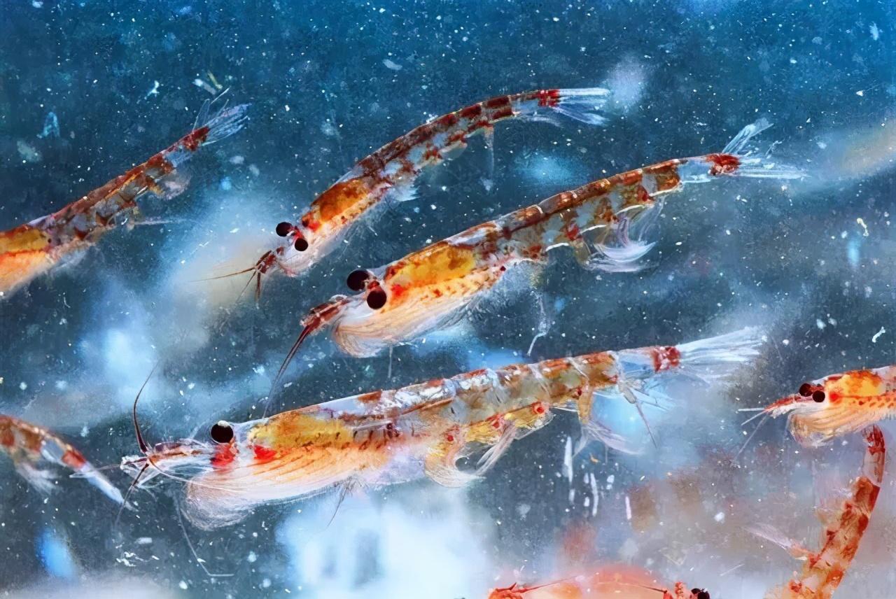 南极磷虾大小图片