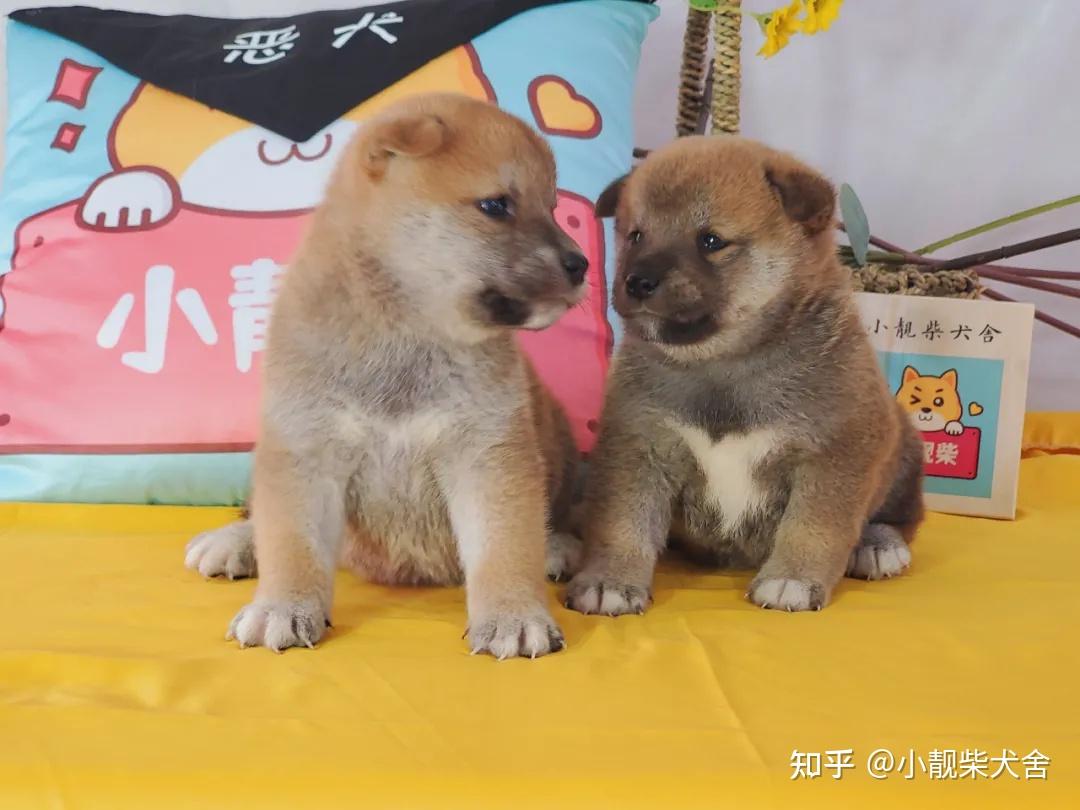 柴犬百科養柴犬需要準備什麼養柴必看攻略