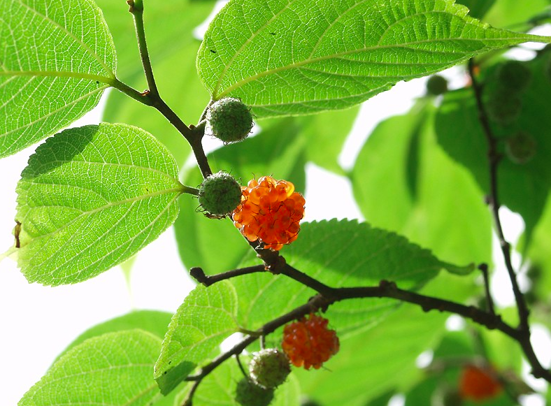 三椏(みつまた,原产地中国中南部及喜马拉雅地区,中文为"结香"),雁皮