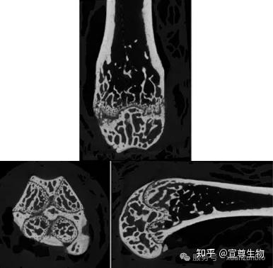 3D骨微结构一目了然：Micro-CT精准定量分析全方案 - 知乎