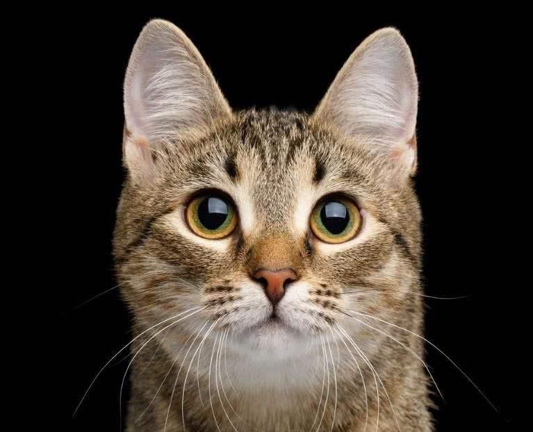 中国的土猫,世界的名猫,捕鼠能手---中国狸花猫 - 知乎