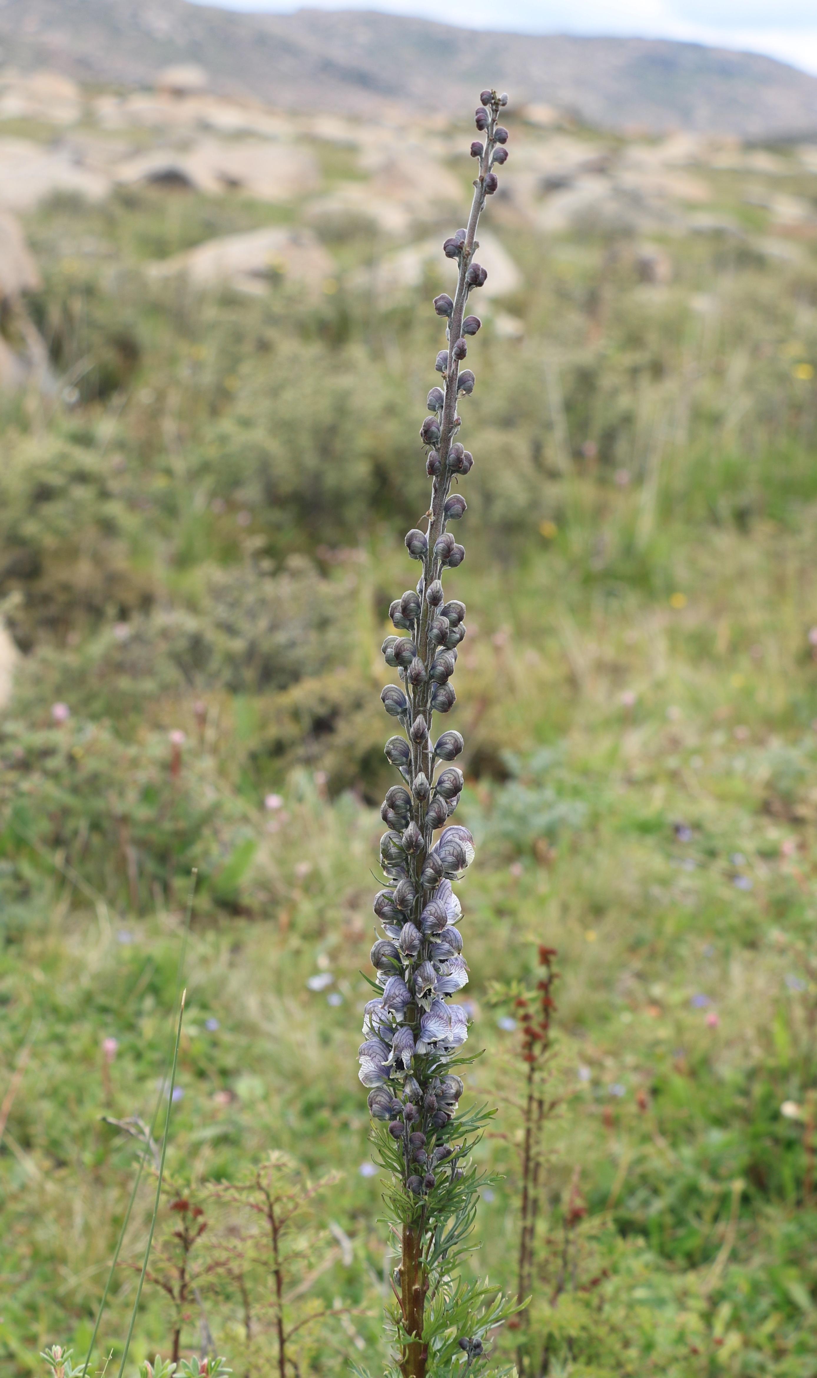 锤伏毛铁棒锤(aconitum flavum)(海子山)乌头属西藏铁线莲(clematis