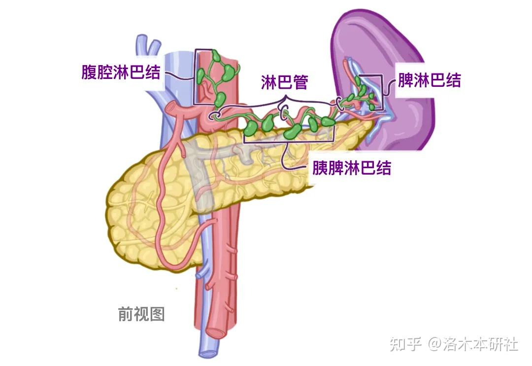 解剖学基础——腹部内脏篇(胰腺和脾脏) - 知乎