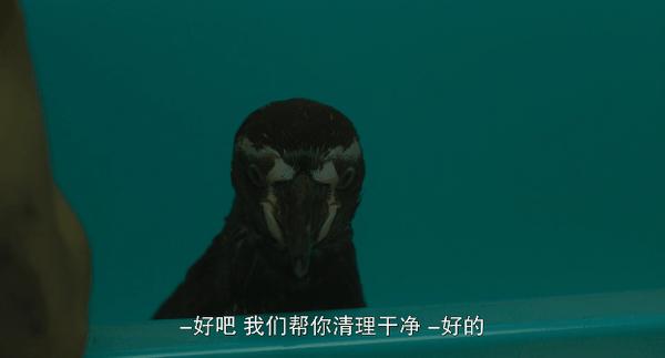 《我的企鹅老师》宠物当“老师”很离谱?不,巨好看!