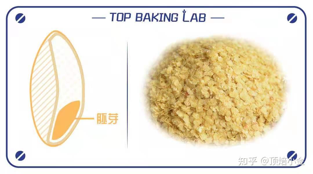 想学面包,先认识小麦的结构 - 知乎