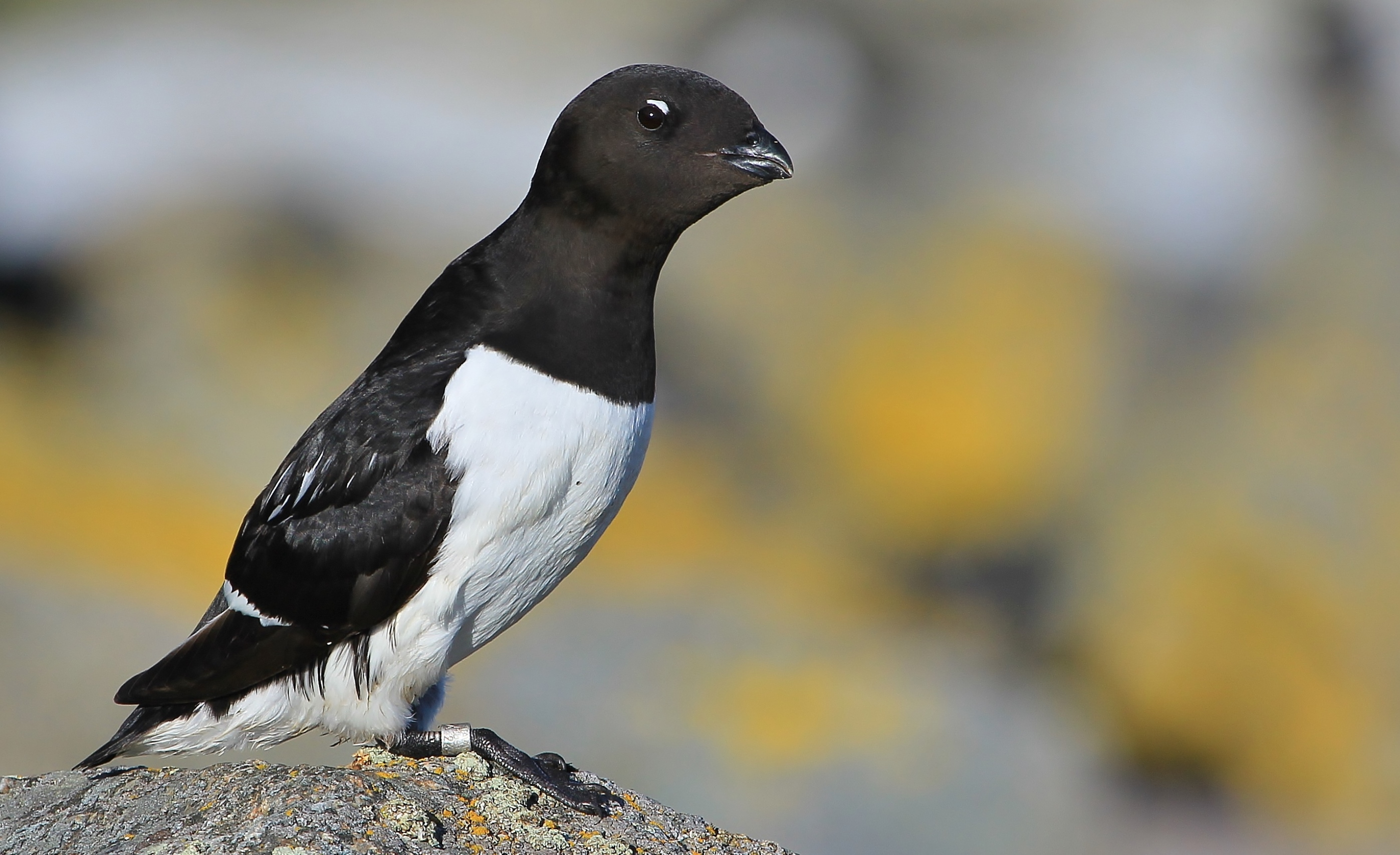 侏海雀也能潜入水下捕食,虽然比企鹅的水平要差一些,但它们依然保留了