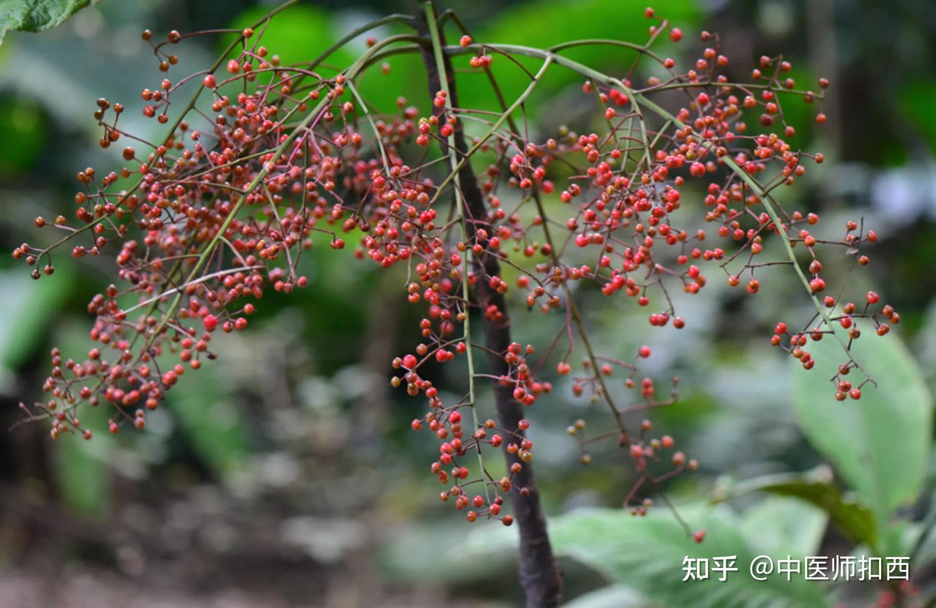 走马丝中草药图片