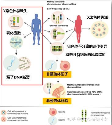 不孕不育是遗传病吗 系列话题 中篇 知乎