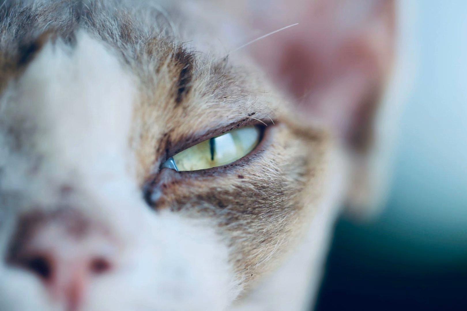 猫 疾病 知乎