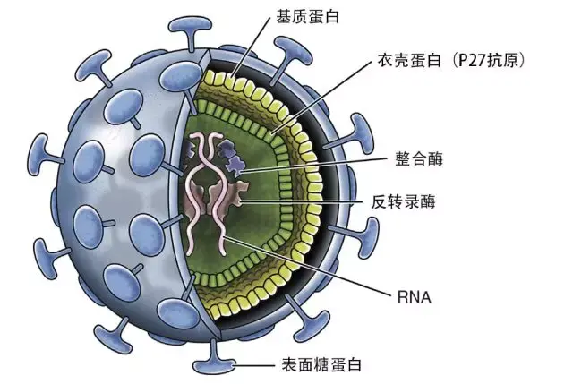 动物病毒基本结构图图片