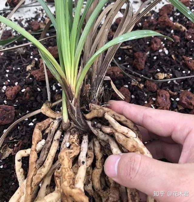 兰花茎腐病、根腐病、软腐病、黑腐病的区别和防治措施 - 知乎