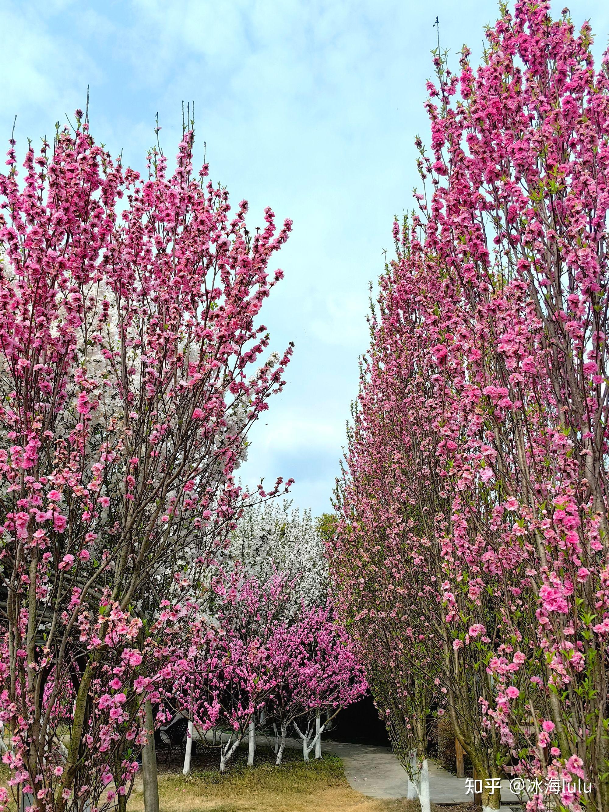 葛仙山樱花图片图片