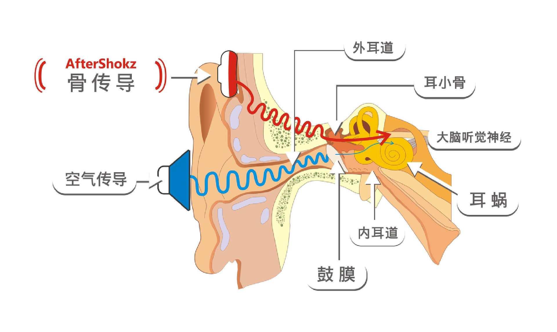 不經過鼓膜,直接傳至內耳,通過人的顱骨,骨迷路,內耳淋巴液,螺旋器