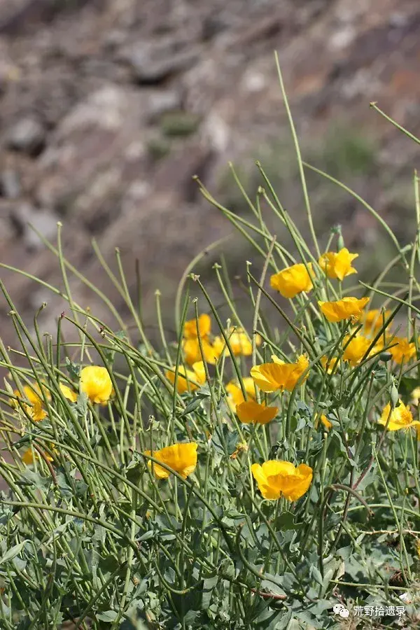 中国海罂粟属植物 - 知乎
