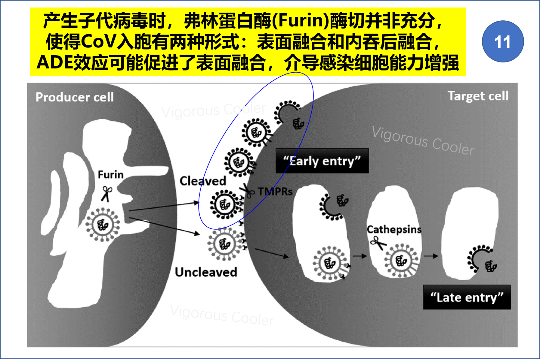 如何设计新型冠状病毒疫苗 以避免ADE效应？——冠状病毒ADE效应的机理初探 [JVI] - 知乎