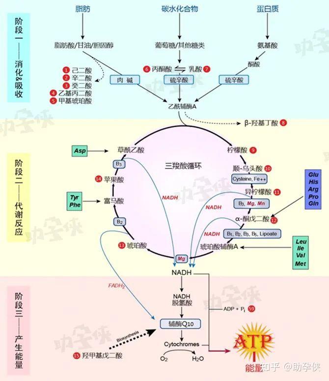 emp途径过程图图片