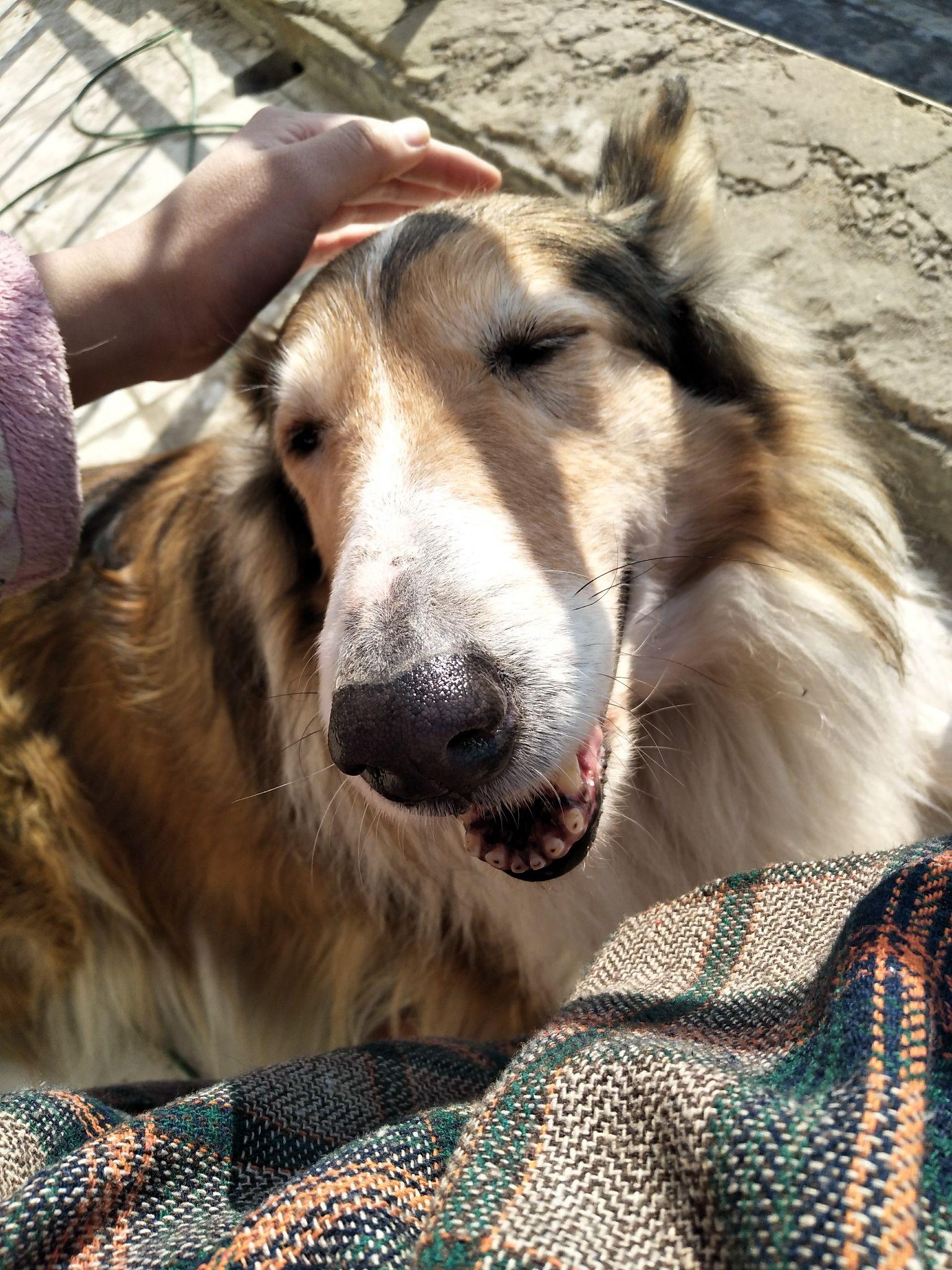 大型犬可以可爱到什么程度