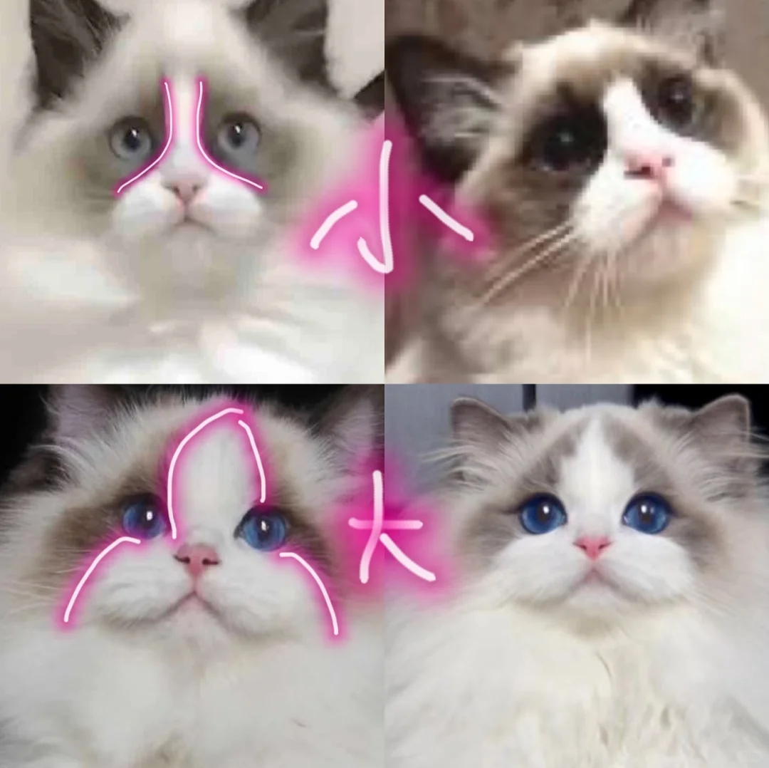 布偶猫开脸和不开脸的区别?买前必看! - 知乎