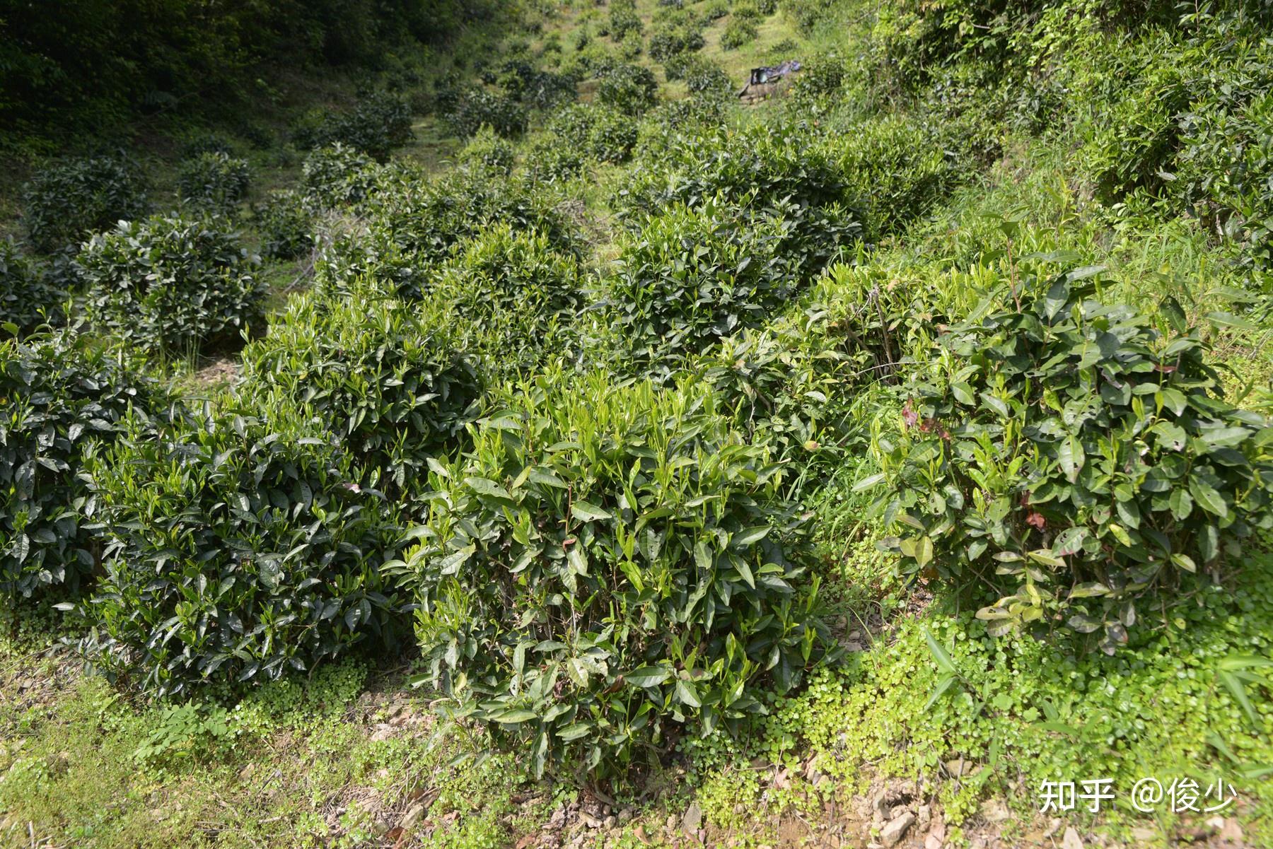 祁红特绝群芳最,清誉高香不二门——祁门红茶小记 - 知乎