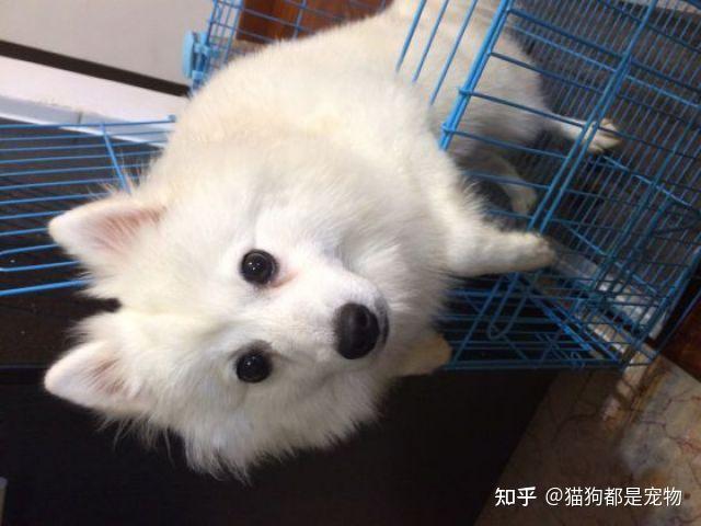 “博美犬”和“银狐犬”有什么区别?看完这6点你就明白了! - 知乎