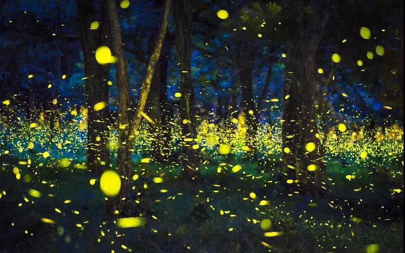 夜光森林不是梦,媲美新西兰夜游美景.尚品美视