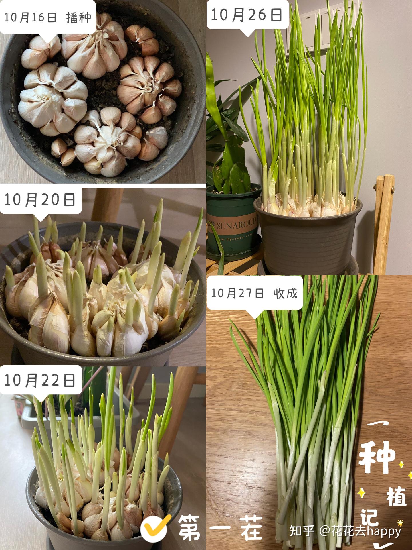 盆栽蒜苗能收获几茬？ - 知乎