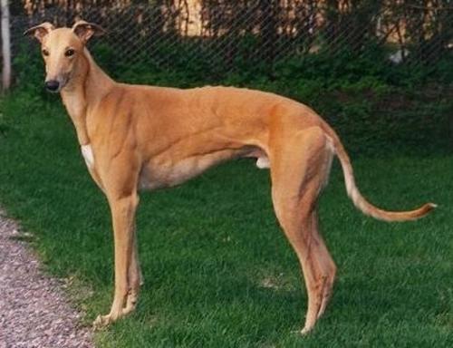 狗中法拉利?只有王室能养的灵缇犬,到底有啥厉害的? - 知乎