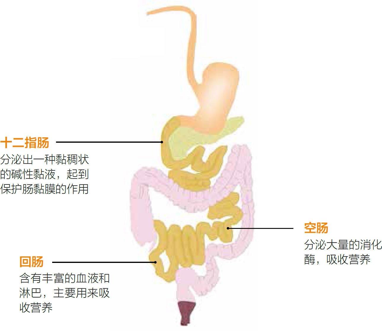 小肠示意图结构图片