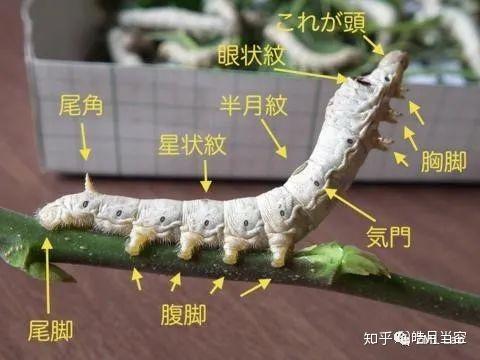 【科普知识】江南千年蚕桑文化寻访 - 知乎