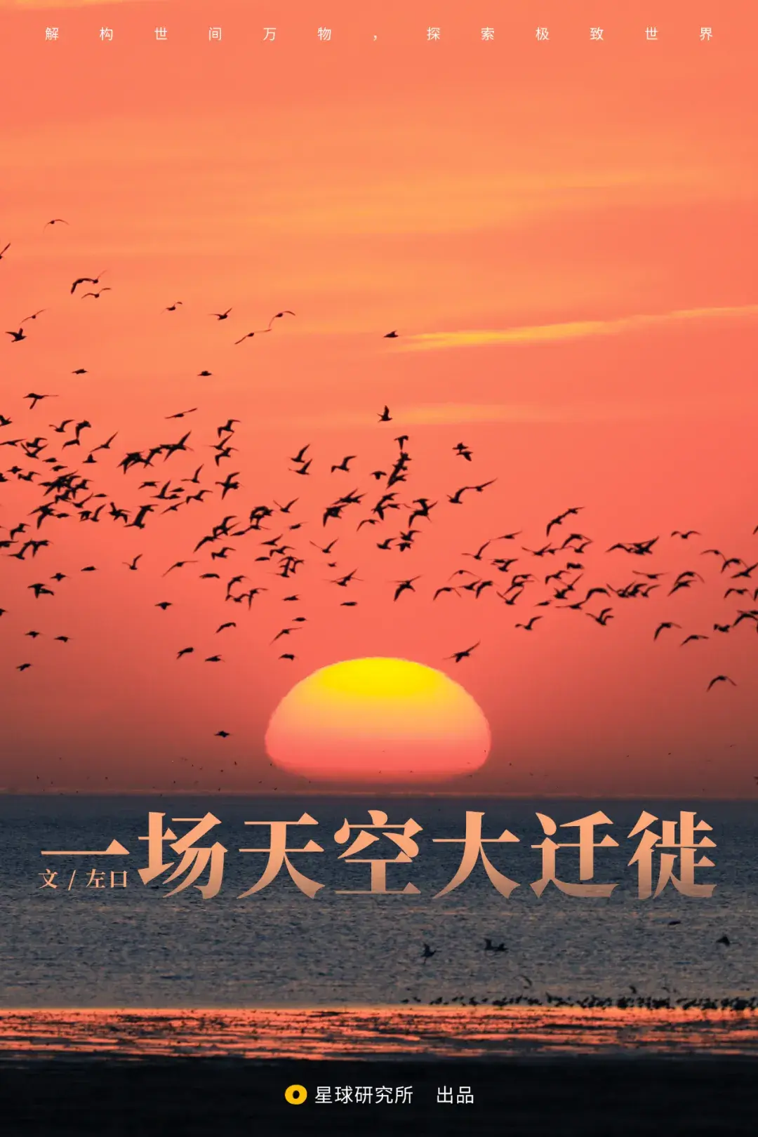 候鸟为什么要迁徙?迁徙路线是怎样的? - 知乎