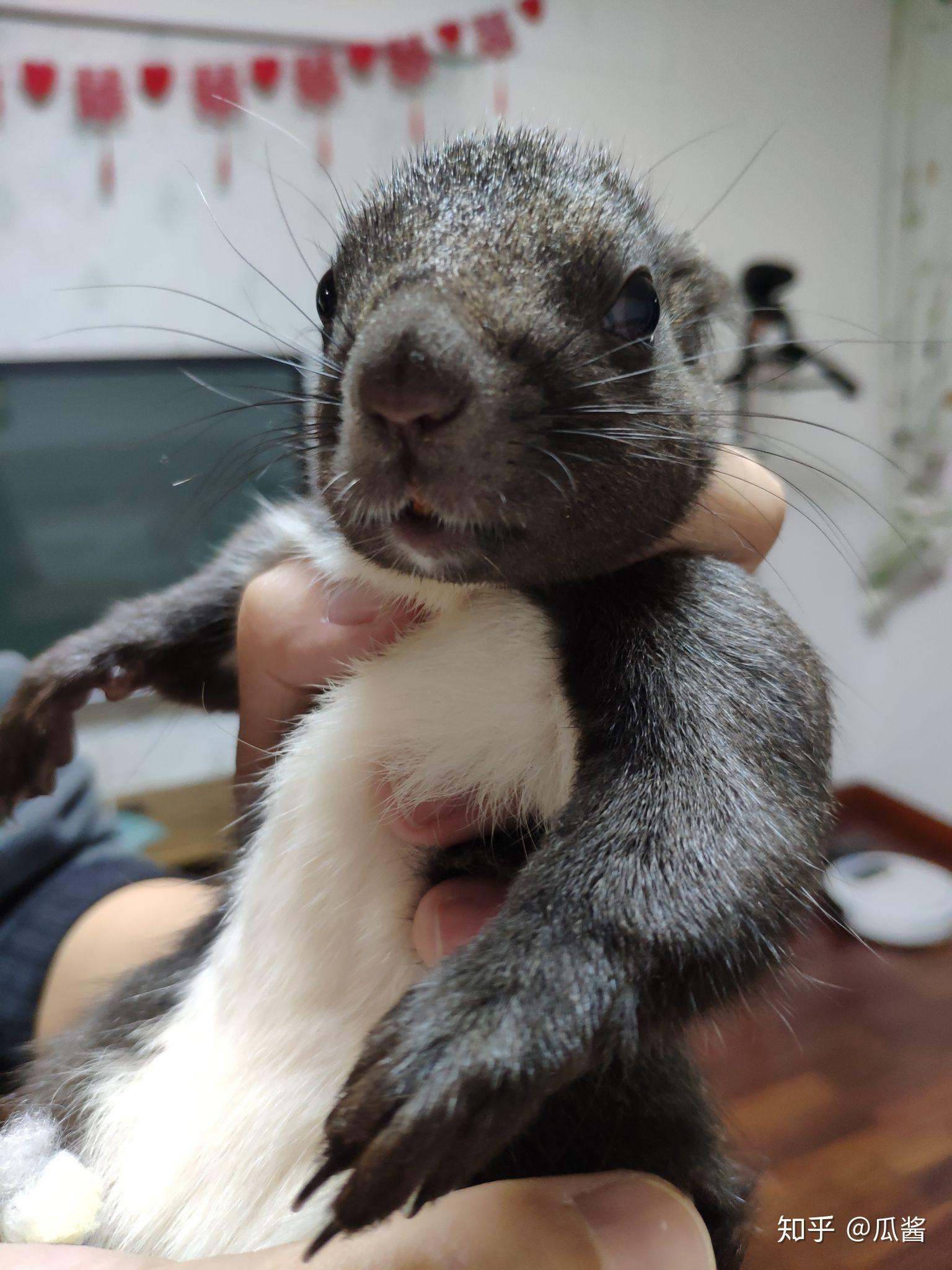 如何养只没心没肺的魔王松鼠