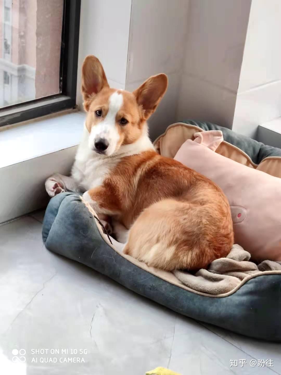 郑州市管城回族区刘庄二号院东门寻找一只黄白色公柯基犬