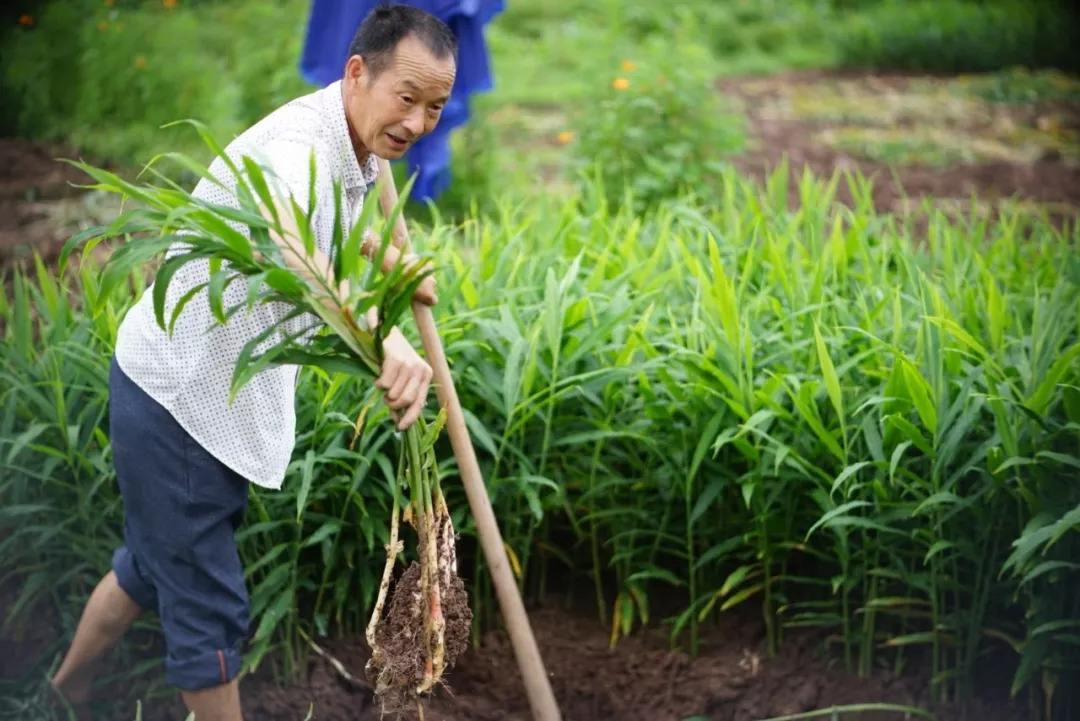 生薑種植收益高後期管控是重點綠之洲建議做好水肥管理