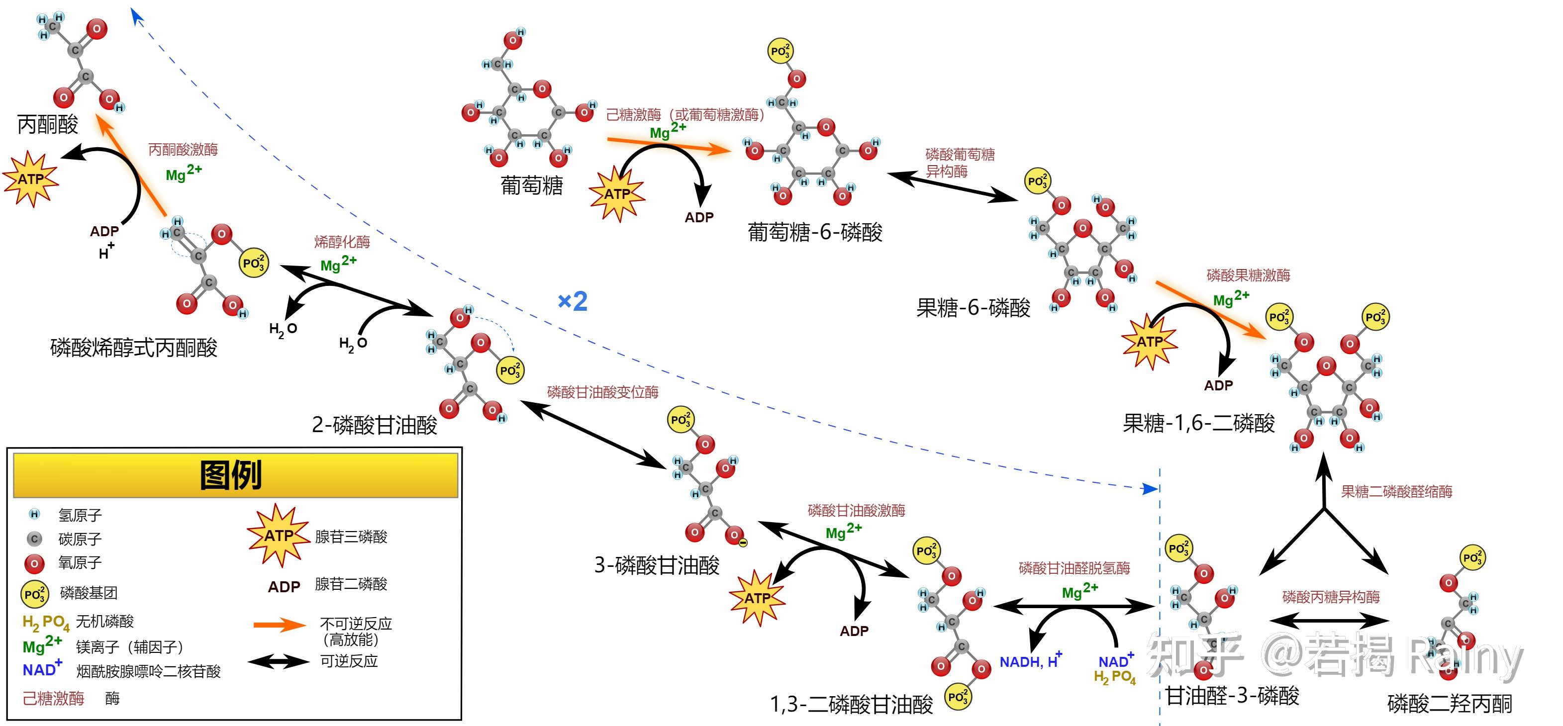 糖酵解过程流程图图片