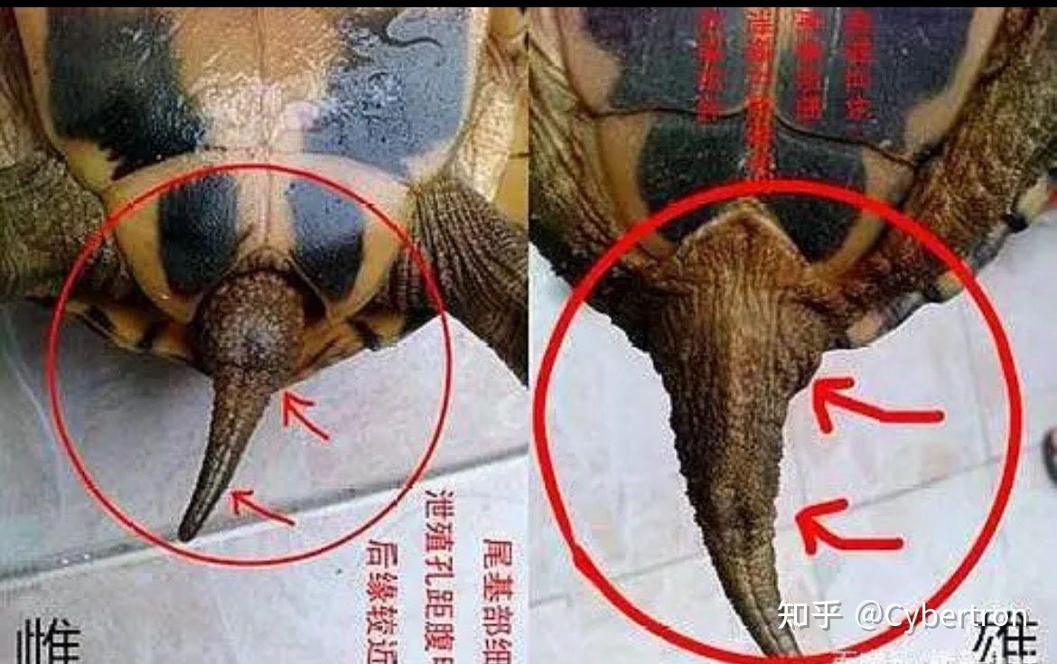 龟友和大神们看下花龟公母 好人一生平安? - 知乎