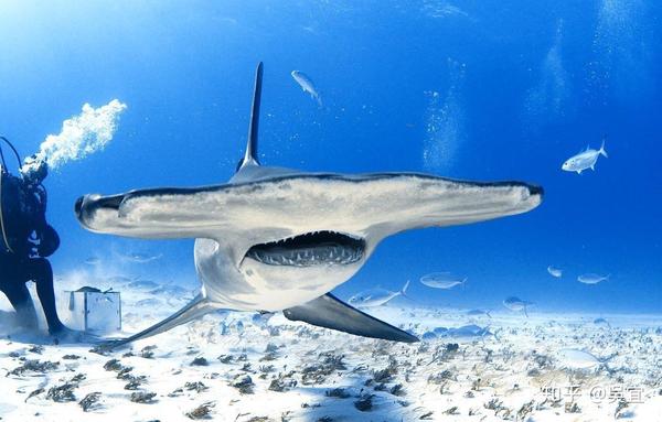 眼距宽是种什么体验?