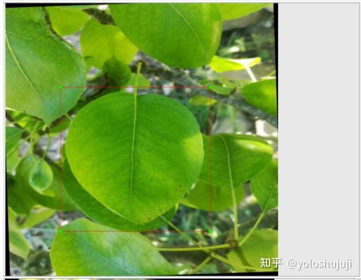 如何 使用yolov8训练使用——梨树叶病虫害目标识别检测数据集 6000张 yolo数据集 梨树叶病害数据集 - 知乎