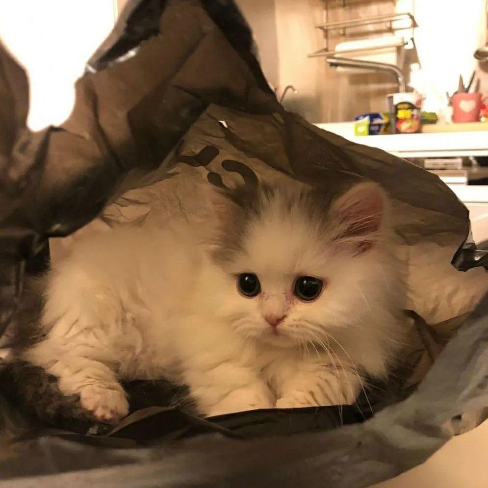 能不能给一些高清的猫咪的头像