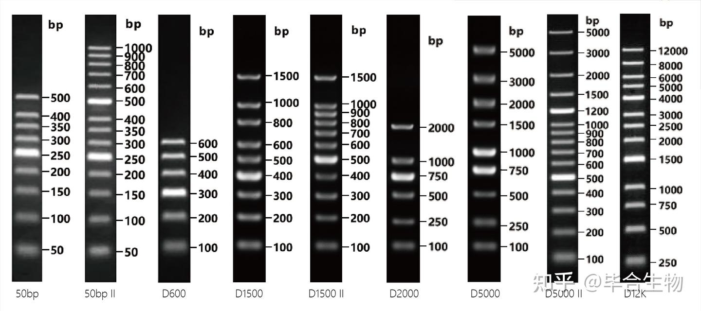 Bookmark Dna DNA Marker产品选择指南 - 知乎