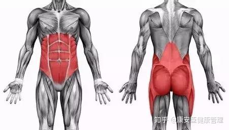 健身新手 一定不能忽略这个部位的锻炼 知乎